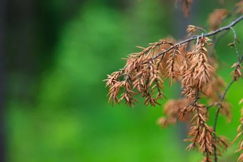 Brown needles Stock Photos