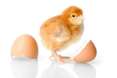 Brown newborn chicken with egg shells Stock Photos