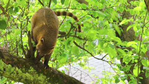 Brown-nosed coati climbs a tree in the middle of foliage Stock Footage 223918594