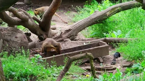 Brown-nosed coati climbs a tree in the middle of foliage Stock Footage 232015919