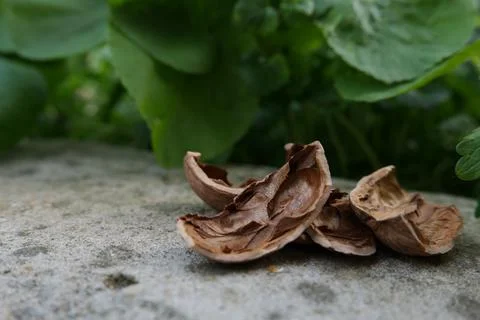 Brown nut shell Stock Photos