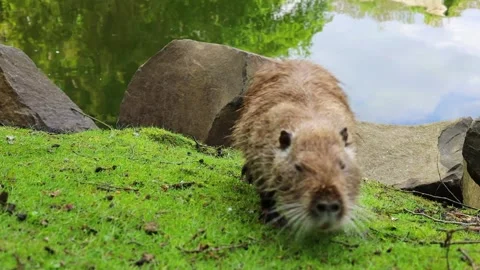 The brown nutria came out of the water from the pond and went to graze on the gr Stock Footage 226512945