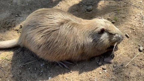 Brown nutria, capybara, close-up on sandy ground Stock Footage 337302416
