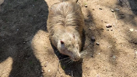 Brown nutria walking on sandy ground at the zoo Video stock 337359809