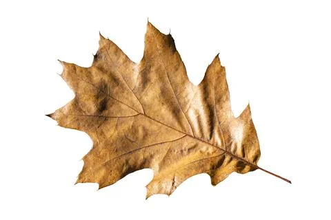 Brown oak leaf in autumn fall colour Photos