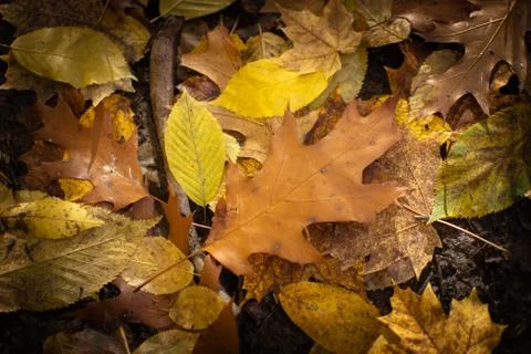 Brown Oak Leaf Centered on Fall Leaves Stock Photos