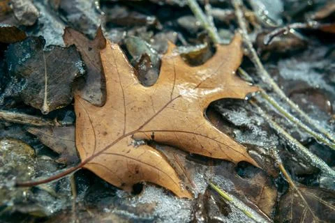 Brown oak leaf covered with ice after freezing rain, beautiful winter background Stock Photos