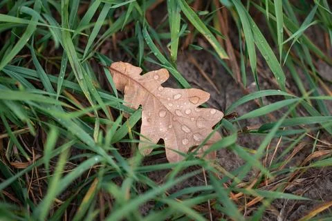 Brown oak leaf in grass Stock Photos