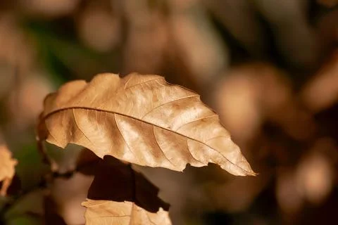 Brown Oak Leaf Stock Photos