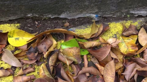 Brown Oak Leaves on Ground Stock Footage 233307173