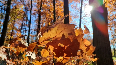 Brown oak leaves sway in wind in forest on sunny autumn day Natural background Stock Footage 233959853