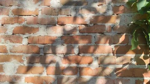 Brown old brick wall with shadow from leaves Stock Photos