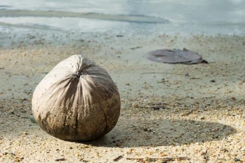 Brown old coconut Stock Photos