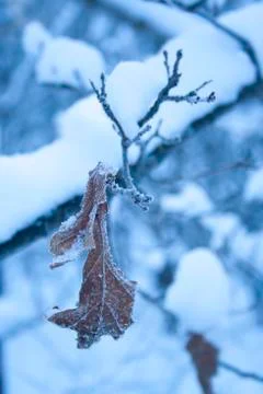 Brown old oak leaf covered Stock Photos