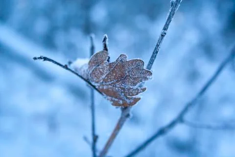 Brown old oak leaf covered Stock Photos