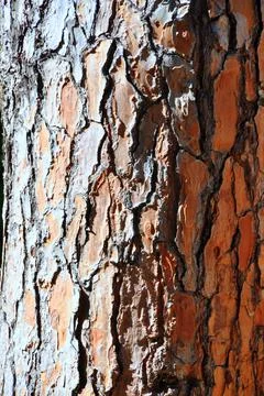 Brown old pine bark texture detail, background bark texture close up Foto stock