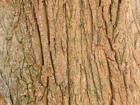 Brown old tree bark, texture and background. Foto stock