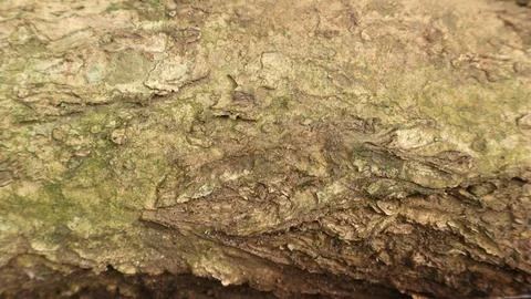Brown old tree bark texture background, graphic design. Stock Photos