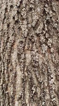 Brown old tree trunk texture Stock Photos
