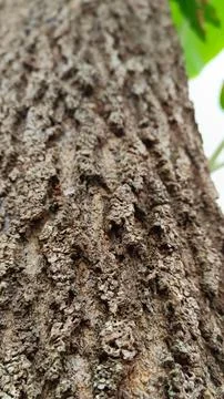 Brown old tree trunk texture Foto stock