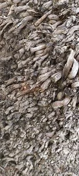 Brown old tree trunk texture Stock Photos