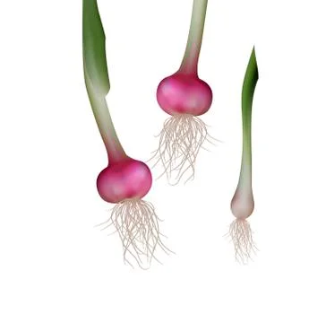 Brown onion with green shoots source of vitamins Illustrazione stock