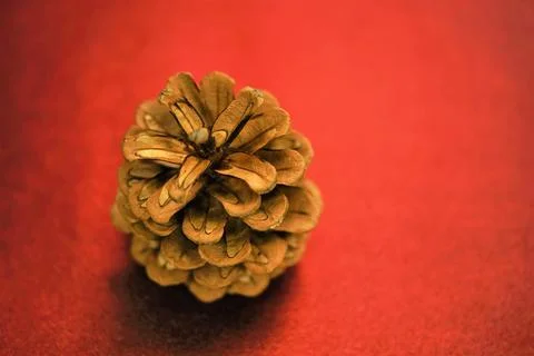 Brown open pine cone on a dark red table Stock-Fotos