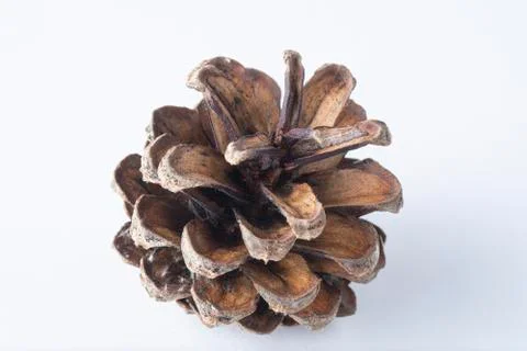Brown open pine cone with shadow on white background 스톡 사진