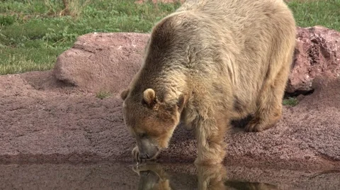 Brown or Grizzly Bear Drinking Water from Pond in 4K 스톡 동영상 41735797