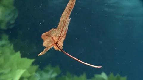A brown orange autumn leaf falling down in clear water Stock Footage 82828544
