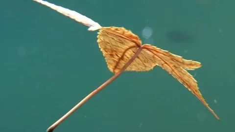 A brown orange autumn leaf falling down in clear water Stock Footage 82828551