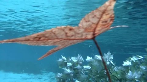 A brown orange autumn leaf falling down in clear water Stock Footage 82828570