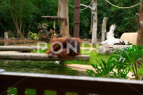 Brown orangutan sits and looks into the river Stock Photos