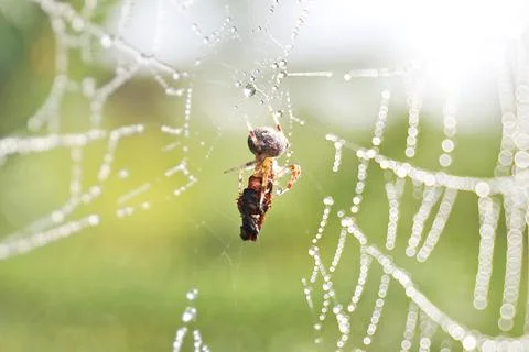 Brown Orb Weaver Spider on Web Wrapping Prey in Silk Stock Photos