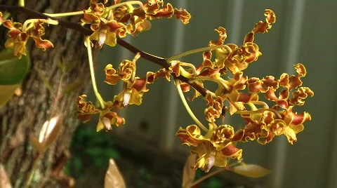 Brown orchid 스톡 동영상 253773