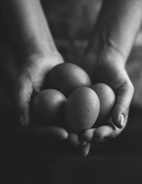 Brown organic free range eggs Stock Photos