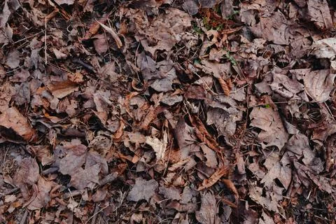 Brown Organic Leaf Litter Texture Soft Focus Naturalistic Background of Ear.. Stock Photos