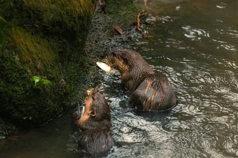 Brown otter looking away from the camera. Stock Photos