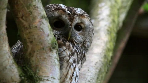 Brown owl Video stock 703884