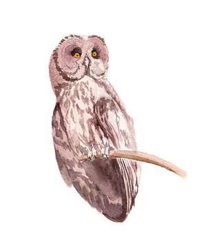 Brown owl Stock Illustration