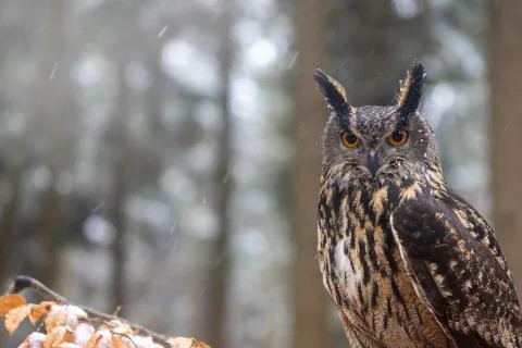 Brown owl is looking at the camera closeup. Stock Photos