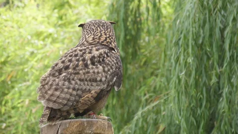 Brown owl in nature Stock Footage 138251130