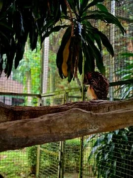 Brown owl perched calmly with sharp eyes Stockfoto's