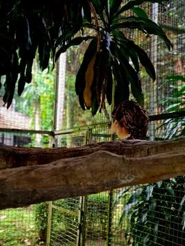 Brown owl perched calmly with sharp eyes 스톡 사진