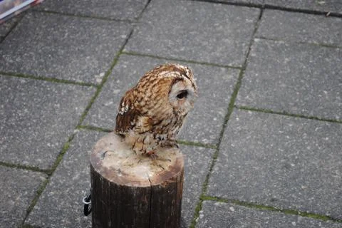 A Brown Owl 스톡 사진