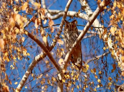 Brown owl Stock Photos