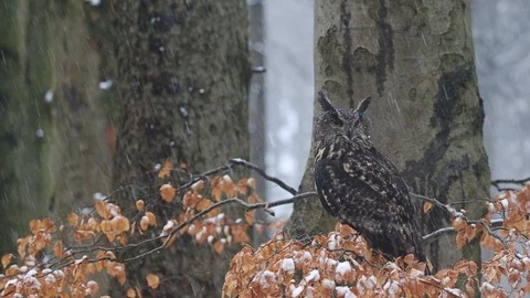 Brown owl is sitting on a tree branch  Video stock 126655705