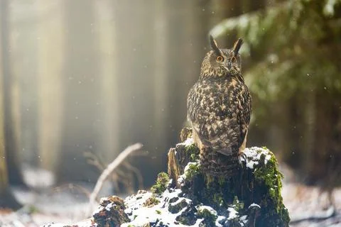 Brown owl is  turning back to camera in the forest. Stock Photos