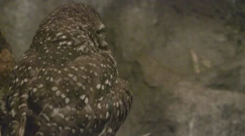 Brown Owl turning on log Video stock 8572706