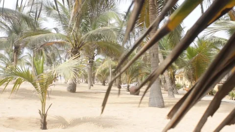 Brown Palm Fronds on a tree on Sandy Beach as the Camera pans to the left Stock Footage 111307761